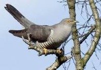 Kuckucksstunden - Geschlossene Gesellschaft