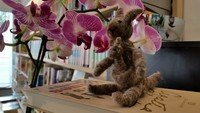 "Das Känguru liest..." - und das Kapitel 43-Team stellt vor