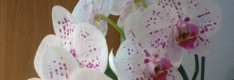 Orchidee