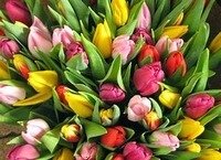 Zeit für ein Frühlings-Bücherpicknick