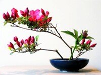 Ikebana-Abend