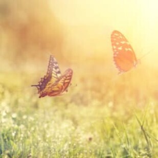 Mai 2019 - Tiere und Pflanzen entdecken